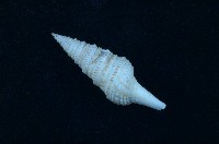 藏品(金絲捲管螺)的圖片